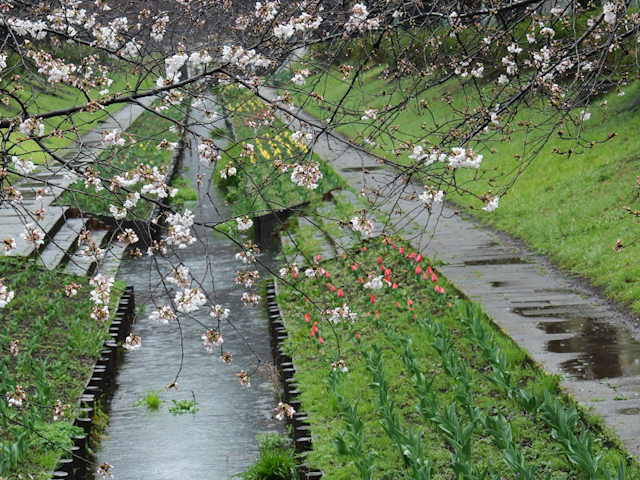 P1000094 2.JPG