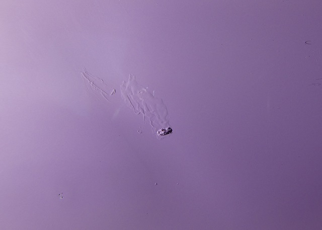P1008030.JPG